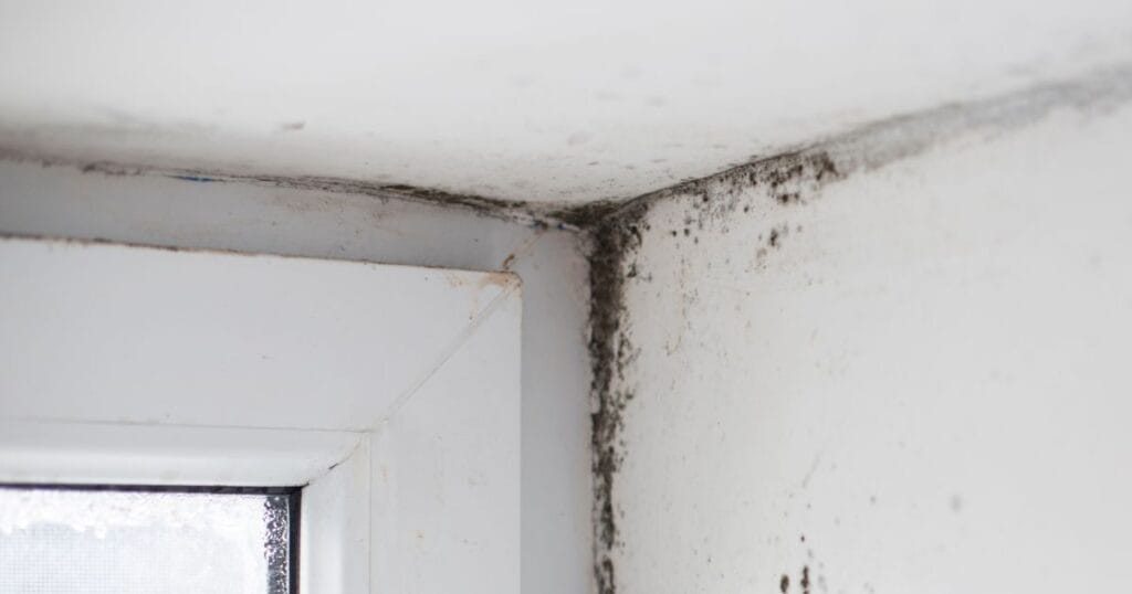Water Damage and Mold Growth