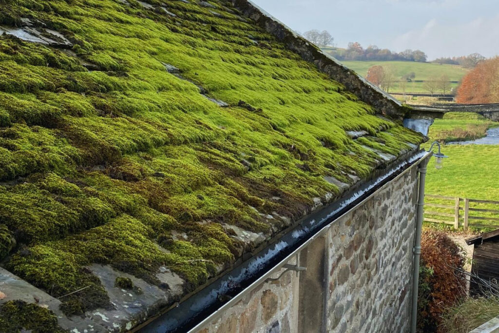 Mold on Roof