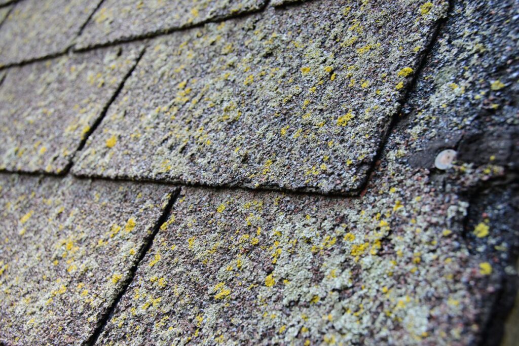 Moss or Algae Growth on Roof