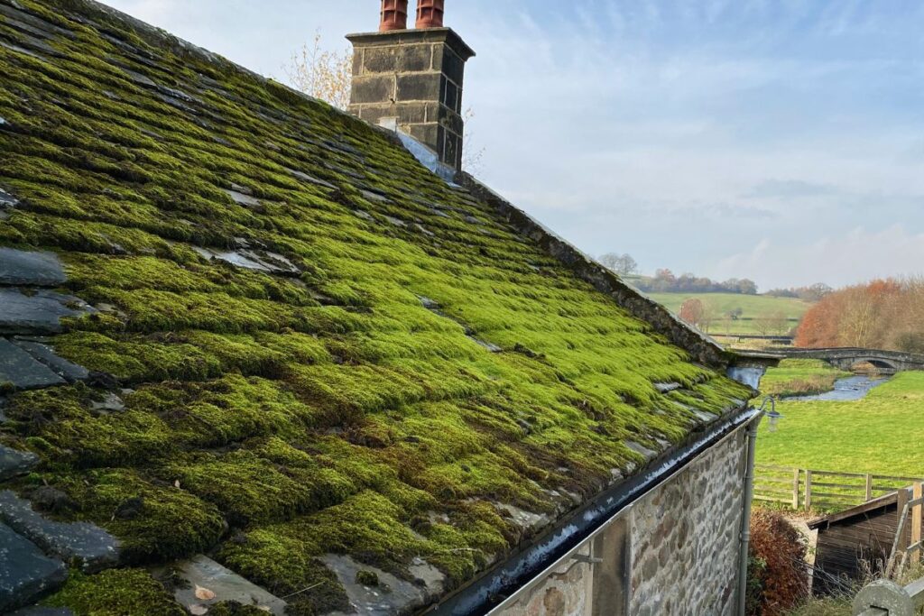Mold Growth on Roof Mold Growth on Roof